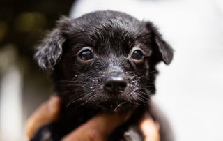 2026_Nordic-Strays-Welpen_Flora_0013 (6)