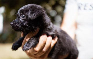 2026_Nordic-Strays-Welpen_Flora_0013 (8)