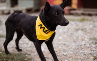 2026_Nordic-Strays-Zubo_00 (1)