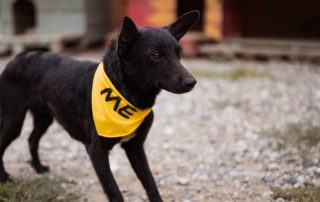 2026_Nordic-Strays-Zubo_00 (2)
