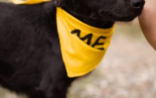 2026_Nordic-Strays-Zubo_00 (5)