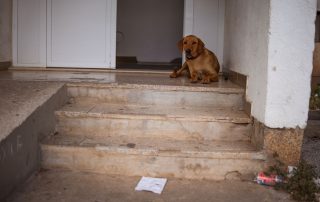 2026_Nordic-Strays-Zuco_00 (1)