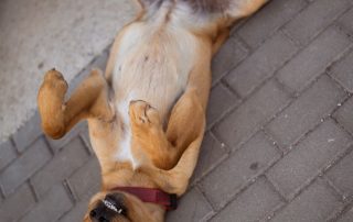 2026_Nordic-Strays-Zuco_00 (10)