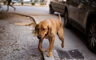 2026_Nordic-Strays-Zuco_00 (11)