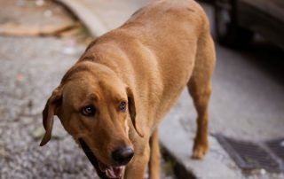 2026_Nordic-Strays-Zuco_00 (12)
