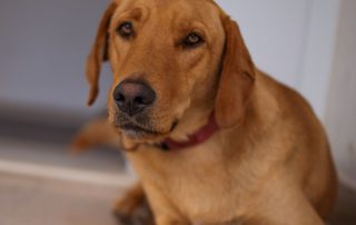 2026_Nordic-Strays-Zuco_00 (2)