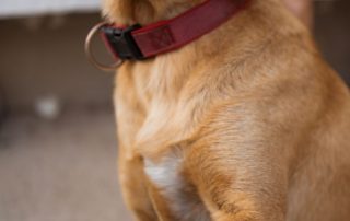 2026_Nordic-Strays-Zuco_00 (4)