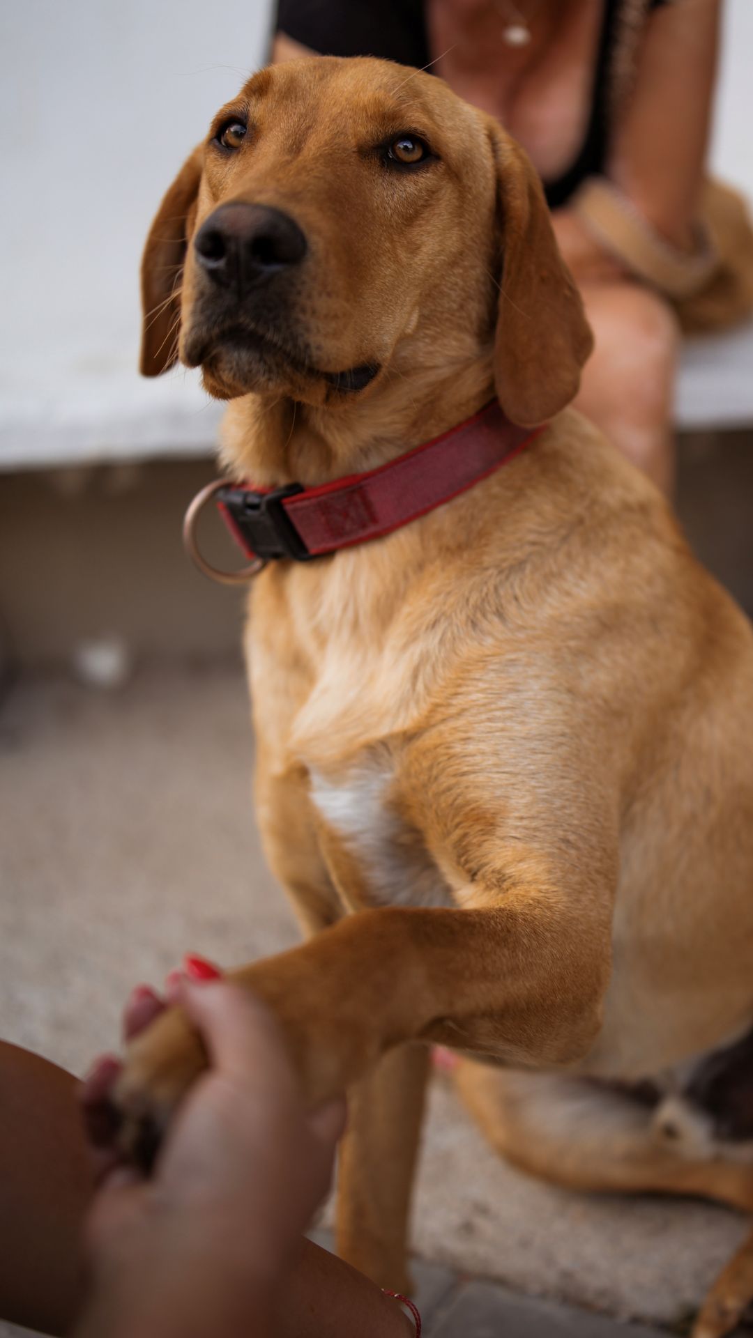 2026_Nordic-Strays-Zuco_00 (4)