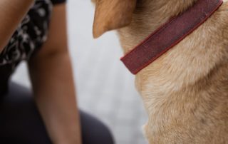 2026_Nordic-Strays-Zuco_00 (5)