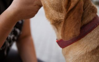 2026_Nordic-Strays-Zuco_00 (6)