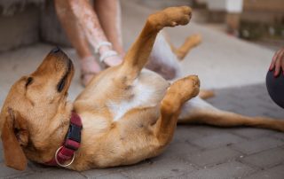 2026_Nordic-Strays-Zuco_00 (7)