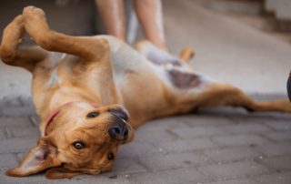 2026_Nordic-Strays-Zuco_00 (8)