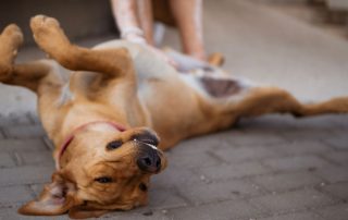 2026_Nordic-Strays-Zuco_00 (9)