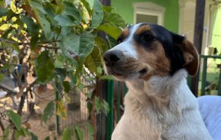 2026_Nordic-Strays-Auri_017