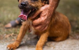 2026_Nordic-Strays-Bentley_001