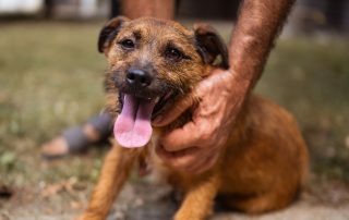 2026_Nordic-Strays-Bentley_002