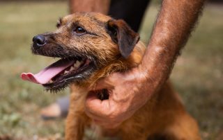 2026_Nordic-Strays-Bentley_003
