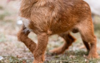 2026_Nordic-Strays-Bentley_004