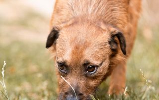 2026_Nordic-Strays-Bentley_005