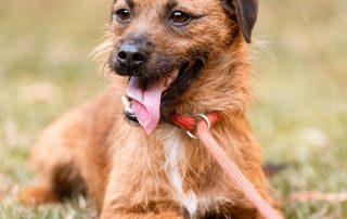 2026_Nordic-Strays-Bentley_006
