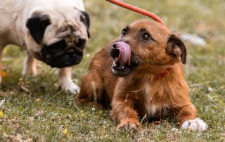 2026_Nordic-Strays-Bentley_008