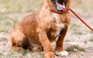 2026_Nordic-Strays-Bentley_009