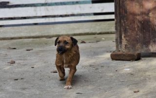 2026_Nordic-Strays-Bentley_010