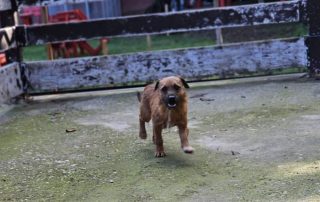2026_Nordic-Strays-Bentley_011