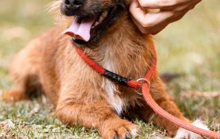 2026_Nordic-Strays-Bentley_012