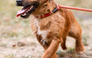 2026_Nordic-Strays-Bentley_013