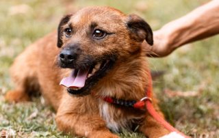 2026_Nordic-Strays-Bentley_014