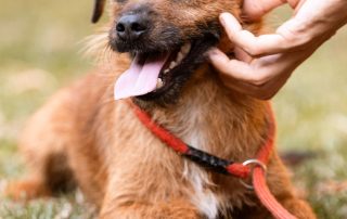 2026_Nordic-Strays-Bentley_015