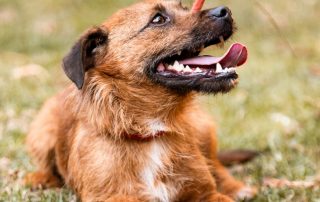 2026_Nordic-Strays-Bentley_016