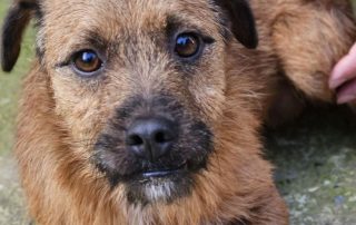 2026_Nordic-Strays-Bentley_017