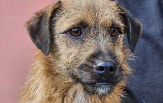 2026_Nordic-Strays-Bentley_019