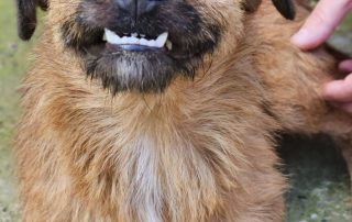 2026_Nordic-Strays-Bentley_020