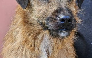 2026_Nordic-Strays-Bentley_021