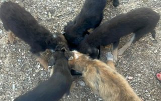 2026_Nordic-Strays-Corei-Ida-Saray-Samira-Tamina_001