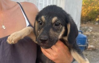 2026_Nordic-Strays-Ida_004