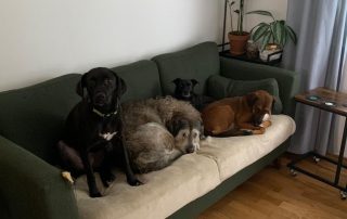 2026_Nordic-Strays-Koni_00 (2)