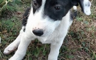 2026_Nordic-Strays-Lena_001