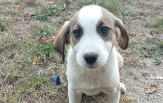 2026_Nordic-Strays-Loona_002