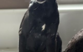 2026_Nordic-Strays-Loulou_00 (1)