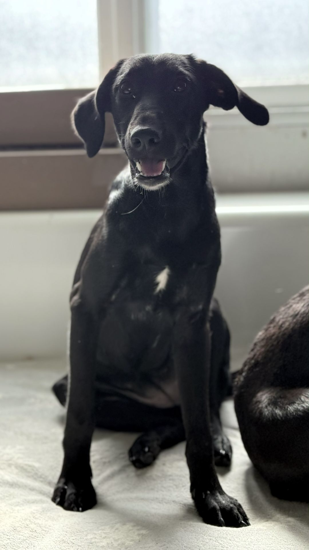 2026_Nordic-Strays-Loulou_00 (1)