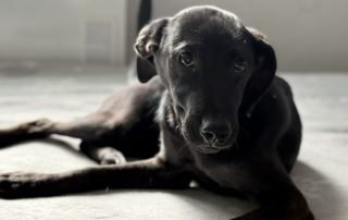 2026_Nordic-Strays-Loulou_00 (3)