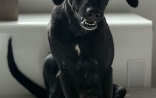 2026_Nordic-Strays-Loulou_00 (4)