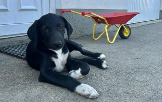 2026_Nordic-Strays-Lukas_001