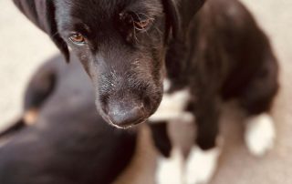 2026_Nordic-Strays-Lukas_003