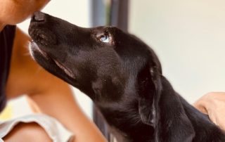 2026_Nordic-Strays-Lukas_005
