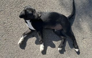2026_Nordic-Strays-Lukas_006